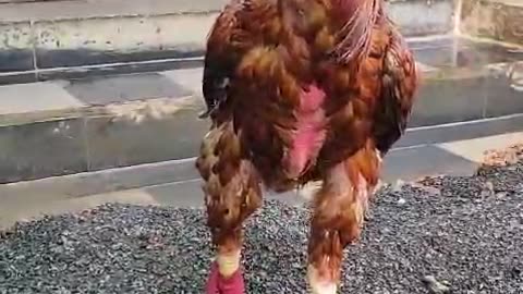 Cock