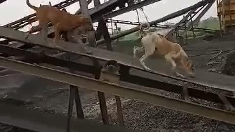 Funny dog video