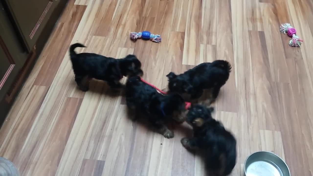 6 wk old Yorkie puppies playing tug (720p)