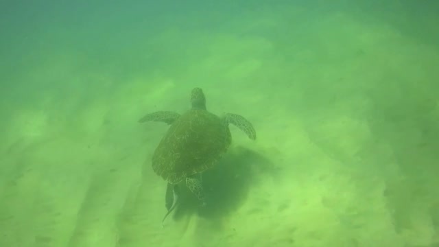 park east turtle dive