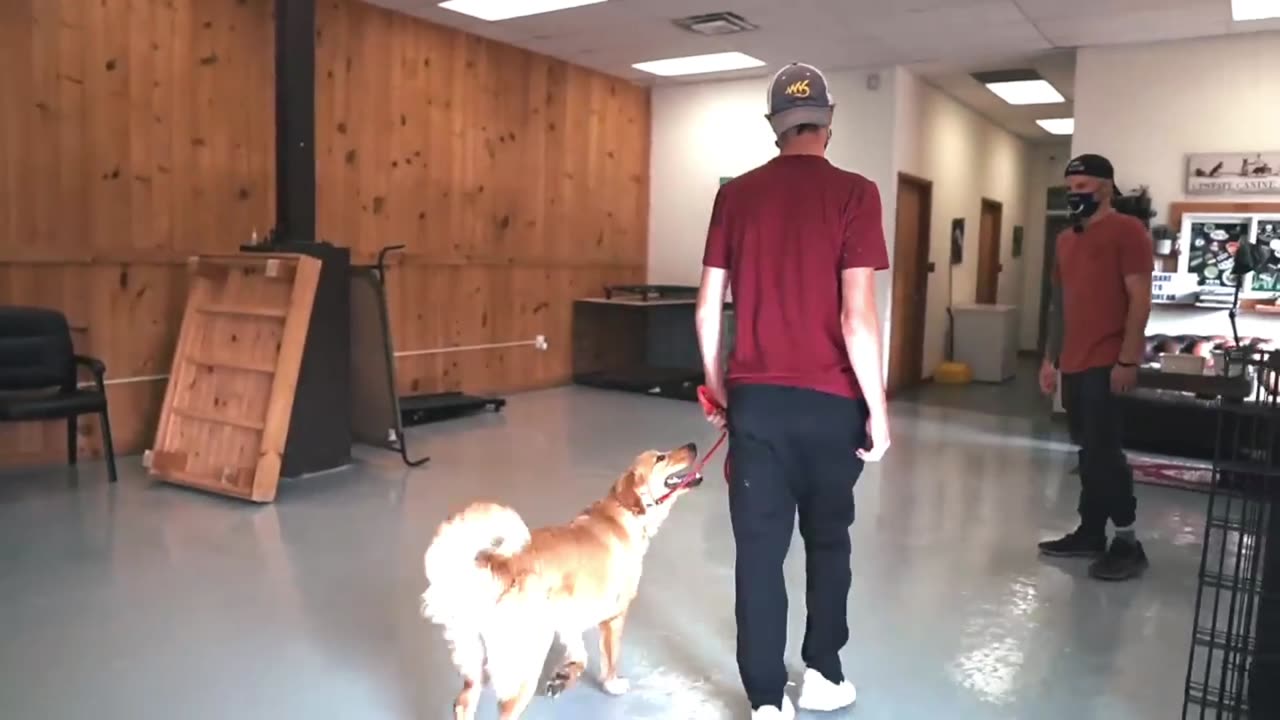Dog training and entertainment