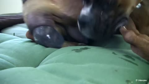 Amazing dog birth