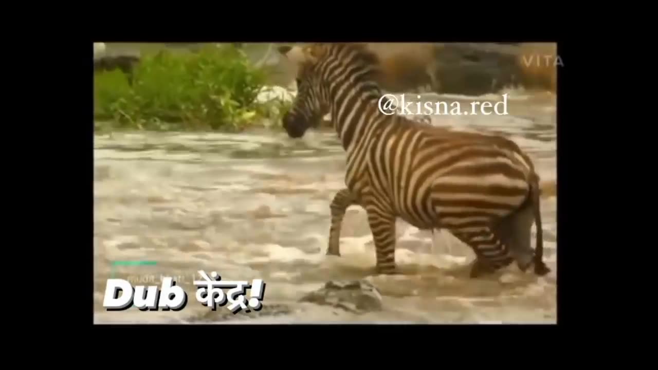 lolodile 🐊 funny dub video 😂 | lolodile sewa | crocodile funny video | rj kisna dub kendra