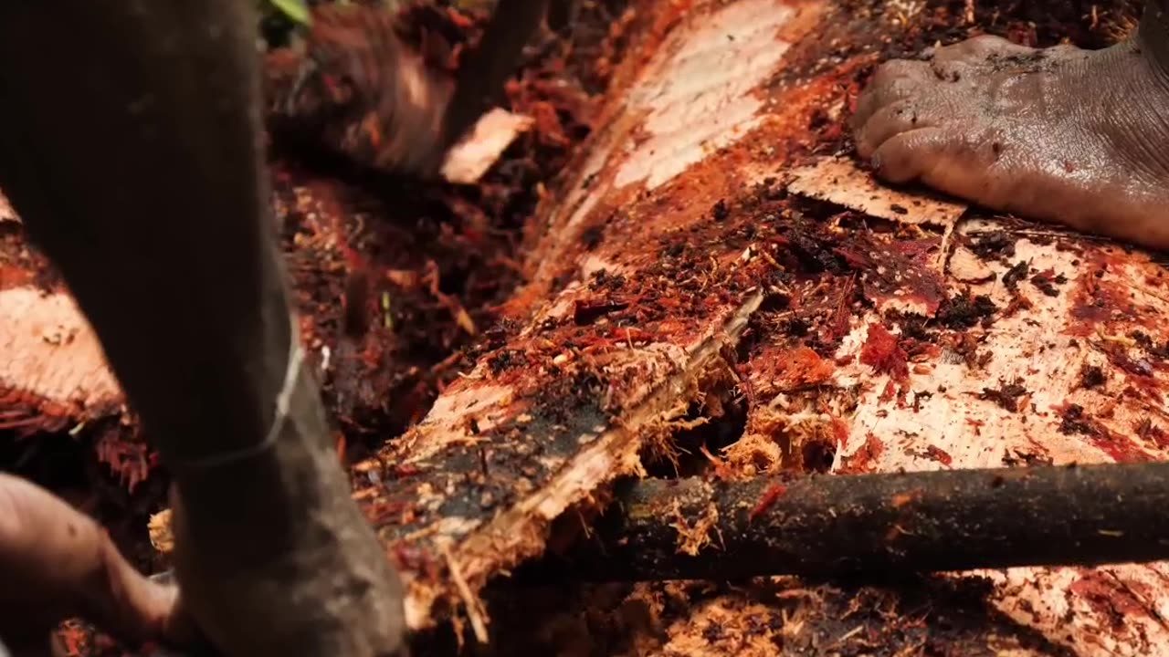 Discovering West Papua: Journey to the Isolated Korowai Tribe
