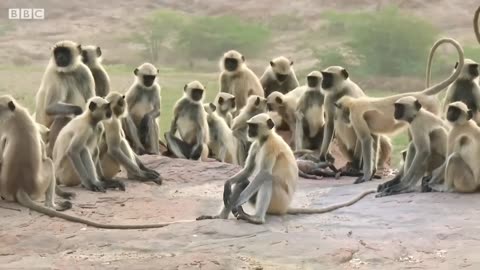 Best Monkey Moments