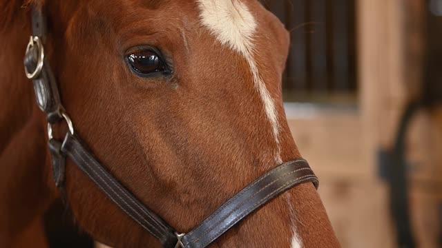 A Close Up of a Horse