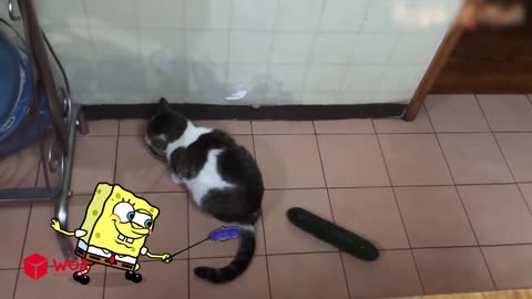 Spongebob Rides a Crazy Dog | Funny Cats and Dogs Videos |