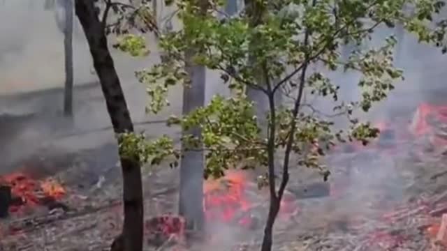 Yosemite wildfire threatens some of the world's oldest trees