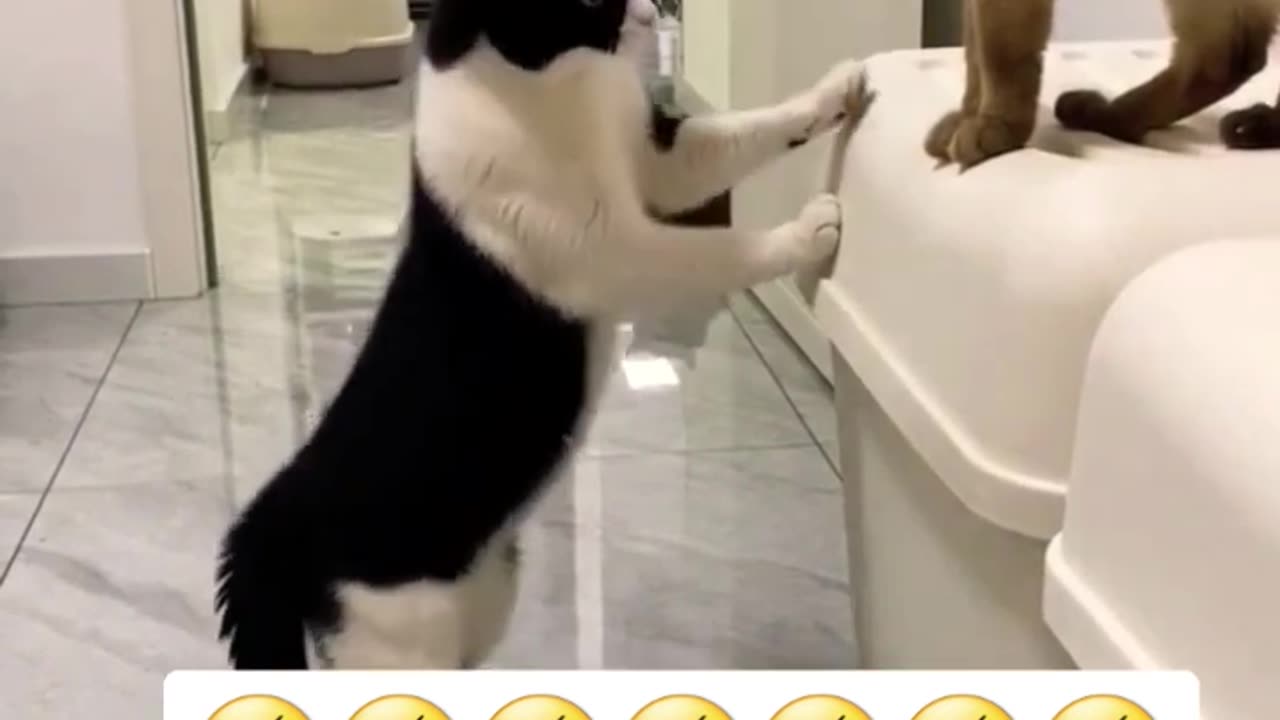 Funny cats