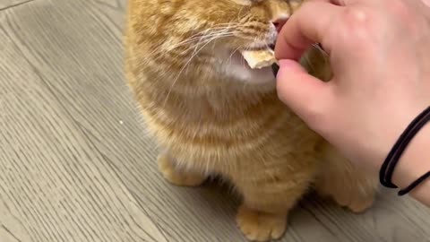 The Cutest Cats of 2024 Episode 8