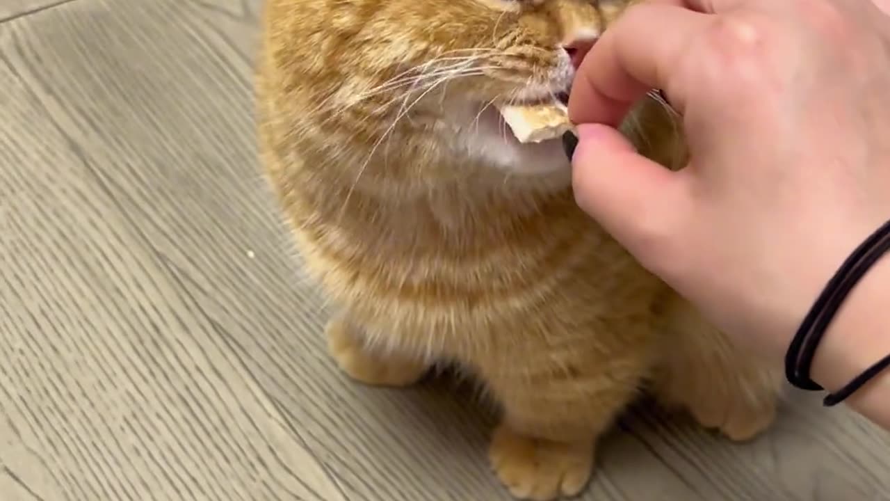 The Cutest Cats of 2024 Episode 8