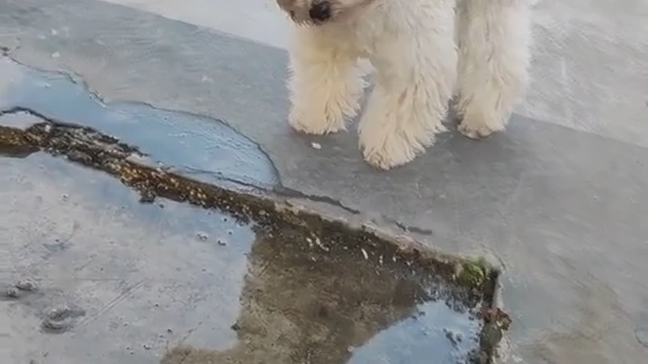 Adorable dog when first time seeing his reflection 🤣😇