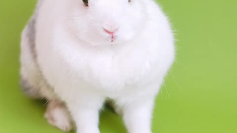 Cute Rabbit video..