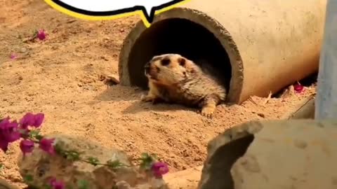 Is a groundhog more comfortable sitting in the sun or eating?