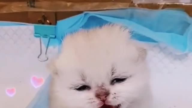 The cat looks sleepy