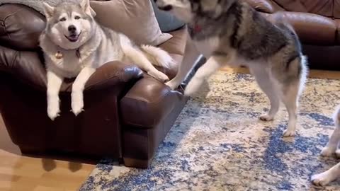 Husky chronicles