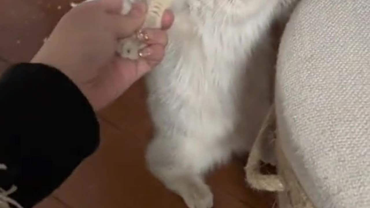 Endless Charm : Discovering the Most Lovable Animal Personalities