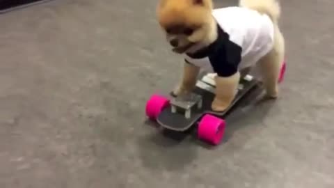 Cat tries to ride on skate board but fails though does not lose hope