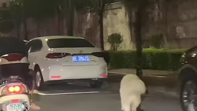 This is a smart puppy who can skateboard