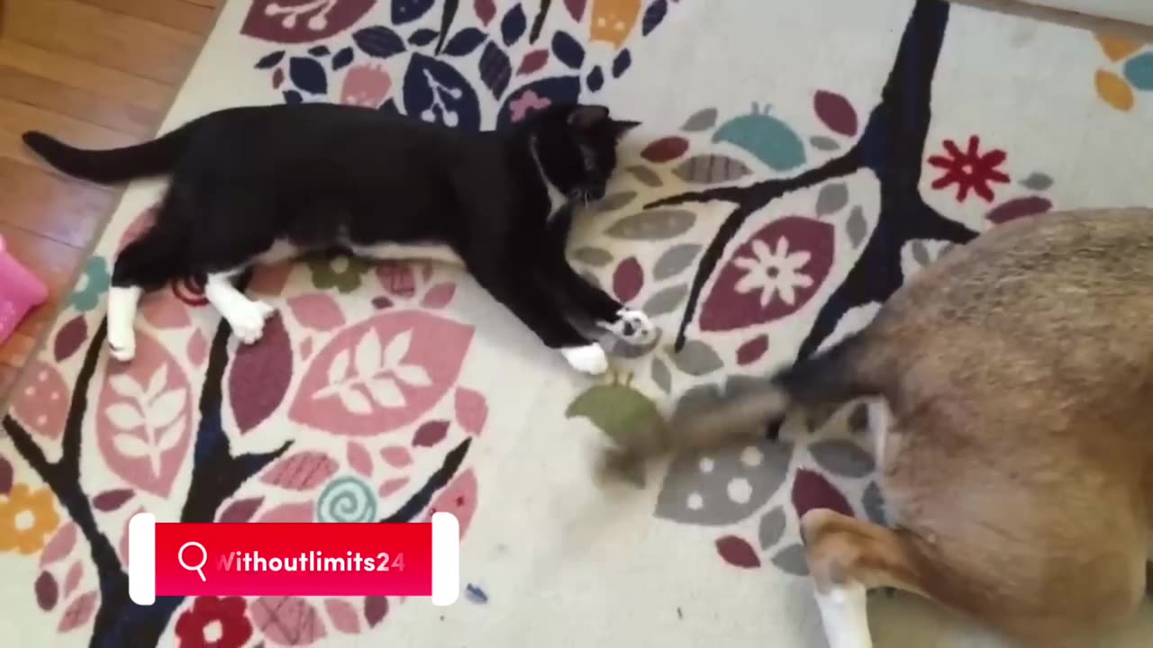 🐈⬛