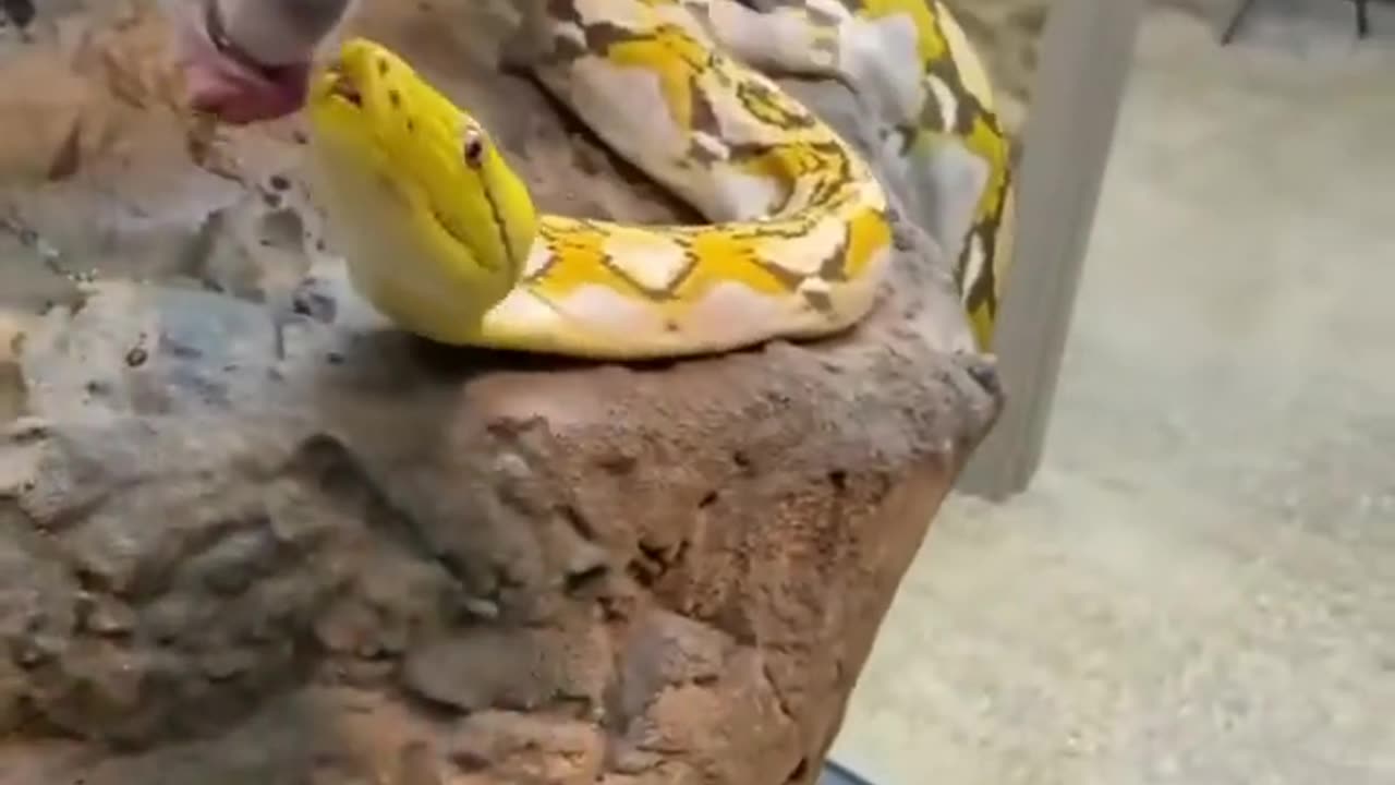 Gaint snake almost bites me