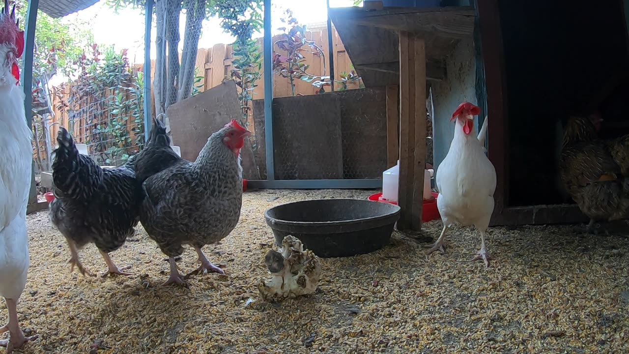 Backyard Chickens Relaxing Sounds Noises Hens Clucking Roosters Crowing!