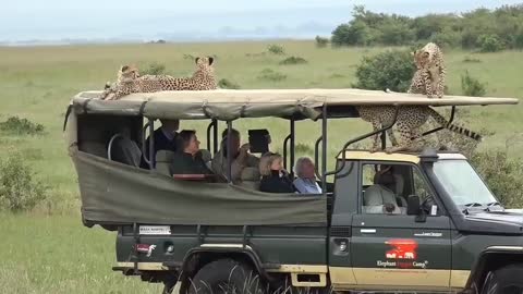 Cheetah jumps into a Safari