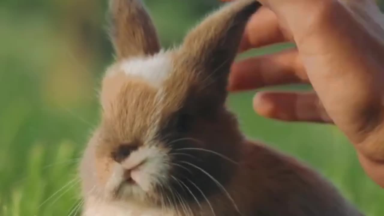 Cute little rabbit