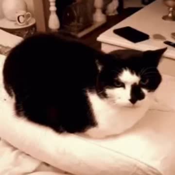 Cute Cat Gif