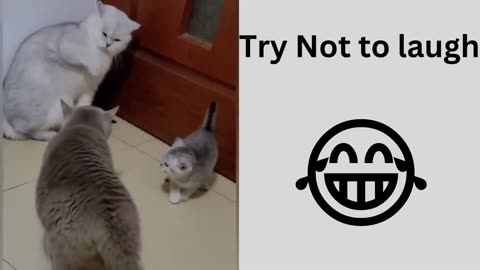 Cat Funny Video