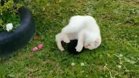 The cat is playing with a ball of string