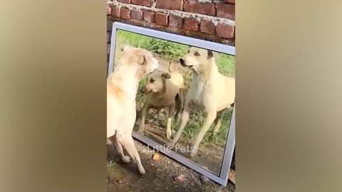 Funniest Animals 2023 😂😂 Best Cats and Dogs Videos 🐶😸 Part 11