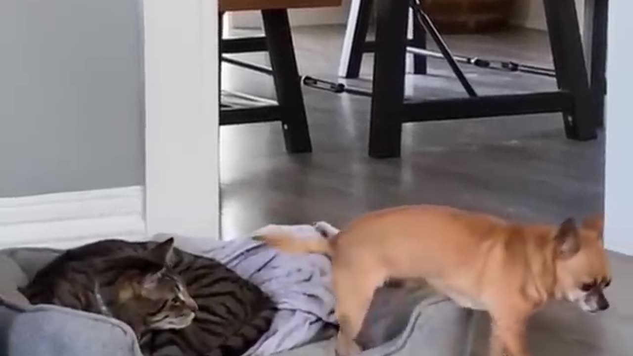 New Funny Videos 2022 😍 Cutest Cats and Dogs 🐱🐶 Part37