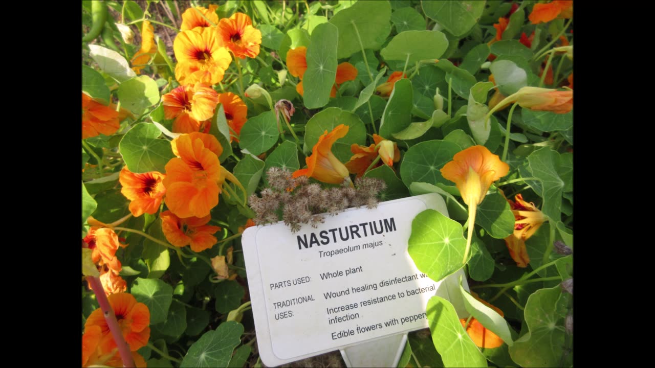 Distinct Peppery Flavor Nasturtium Sept 2021