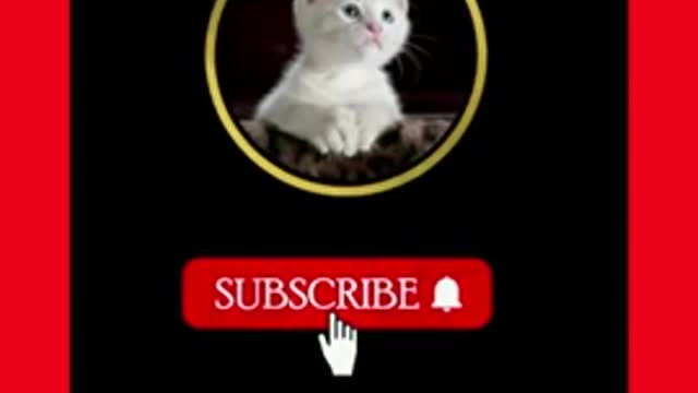 White Baby Cat Funny Videos Animal video#SHORTS