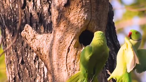 Sweet parrot