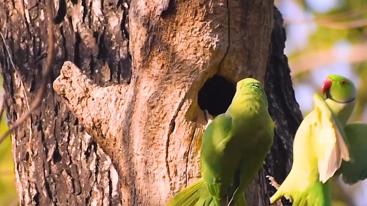 Sweet parrot