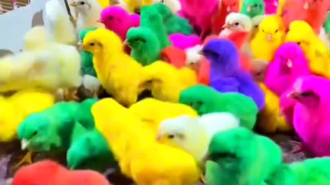 Colorful hen kids amazing