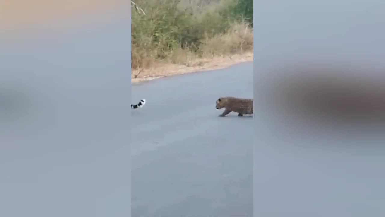 Leopard teaches cubs how to cross the road 😍