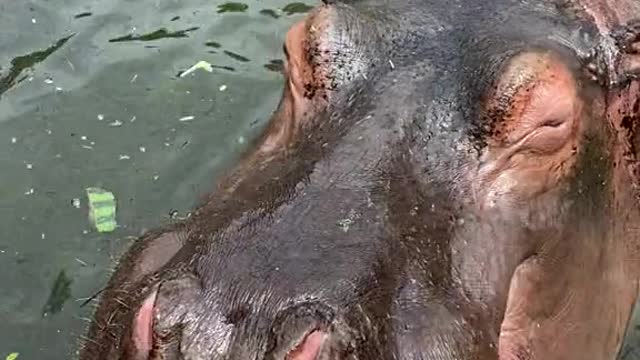 hippo