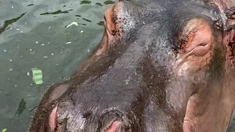 hippo