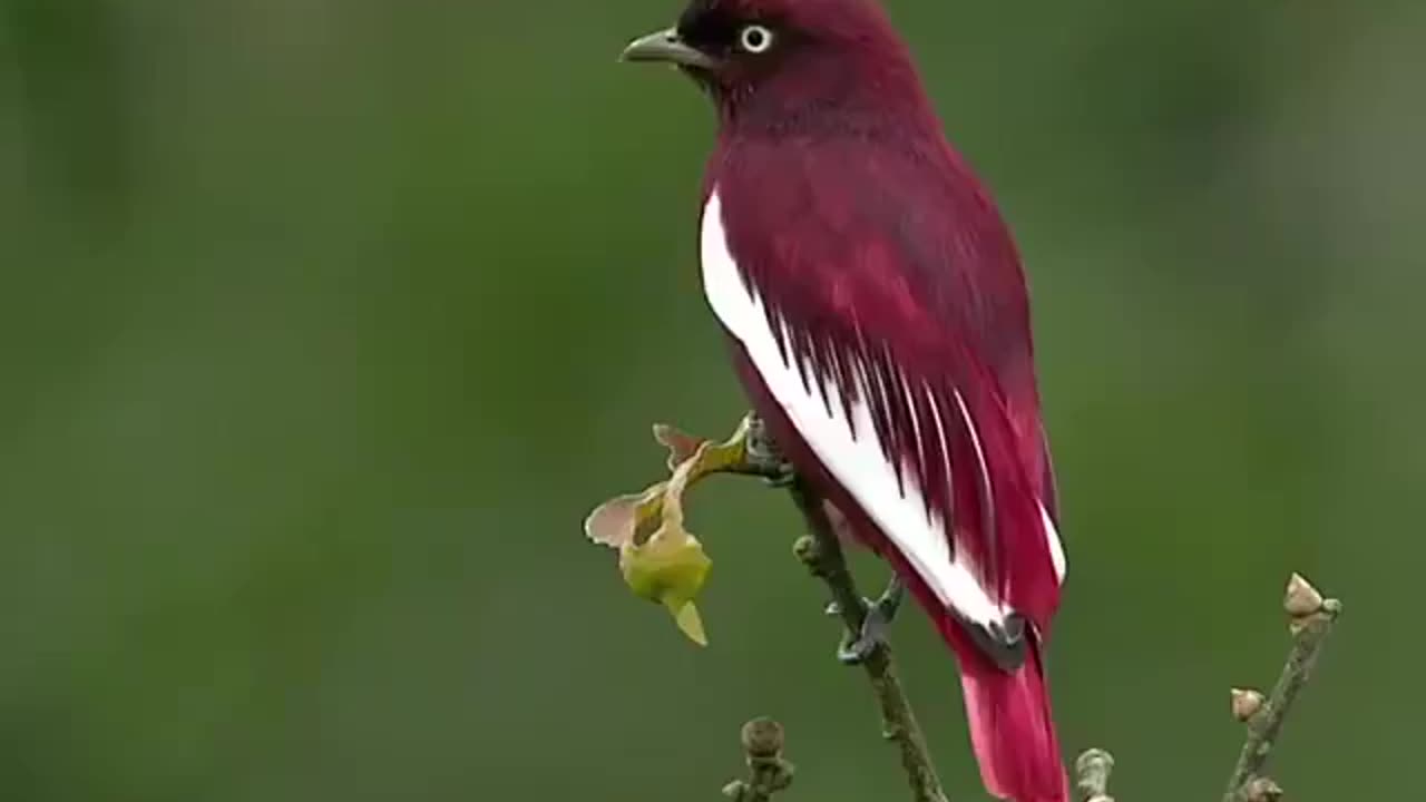 Cotinga pompadour is the name of this wonderful bird