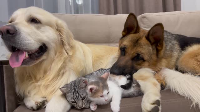 Golden Retriever shares a sofa with his friends