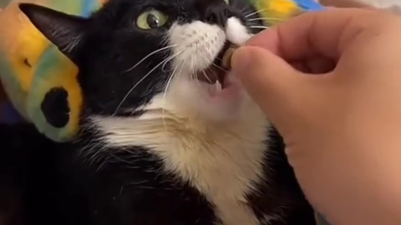Funny animals very funny cats and dogs videos