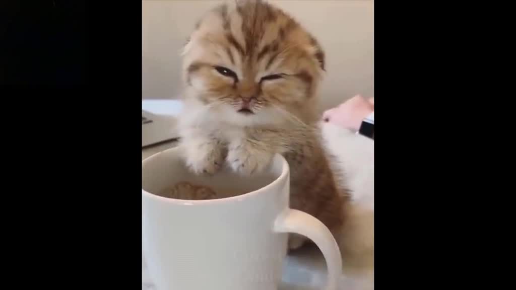 kitten dying of sleep, very cute