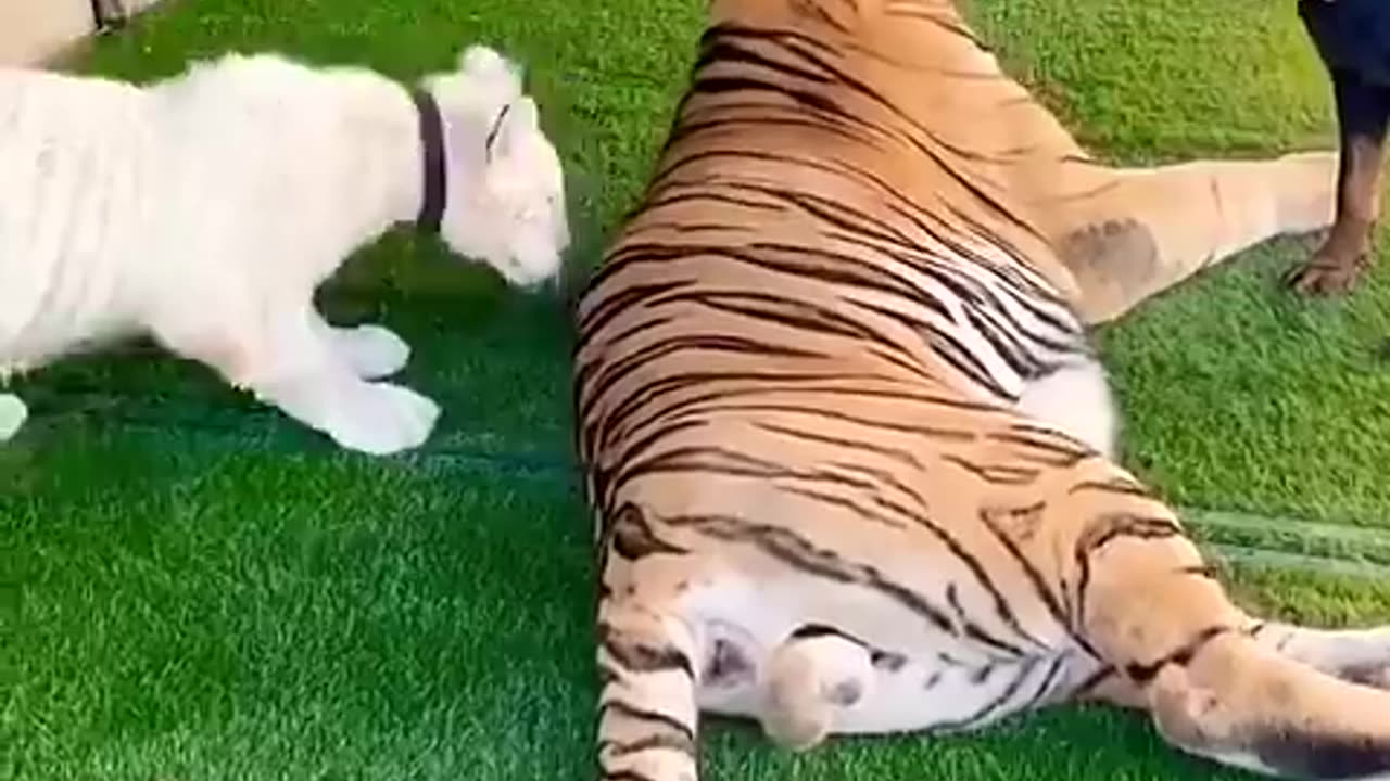 Tiger baby and 🐶🐕 funny animals 😍