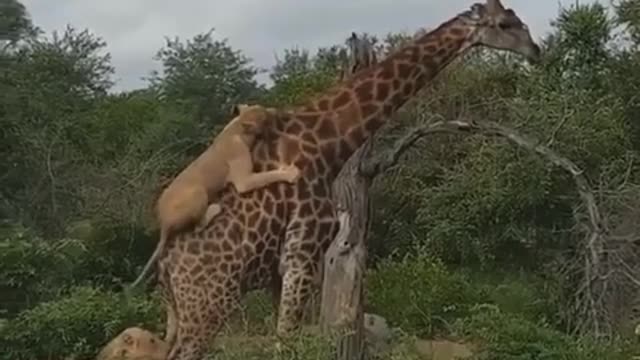 6 lions vs 1 giraffe