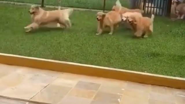 So many puppies