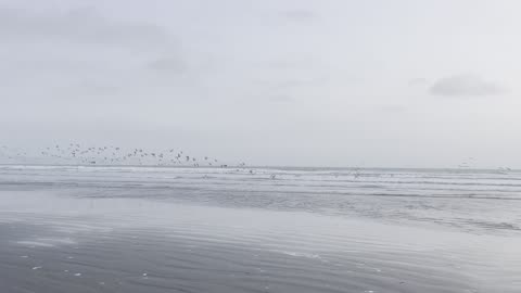 Birds & Sea