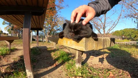 - Nadenade the black cat and the bee cat that were sitting on the bench